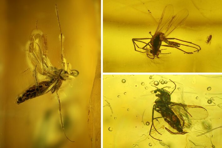 Three Fossil Flies (Diptera) In Baltic Amber